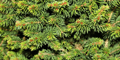 Wohin mit dem Christbaum nach Weihnachten?