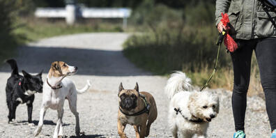 Je mehr Hunde, umso mehr "Häufchen": In Lugano appelliert die Stadt an fehlbare Halterinnen und Halter. (Symbolbild)