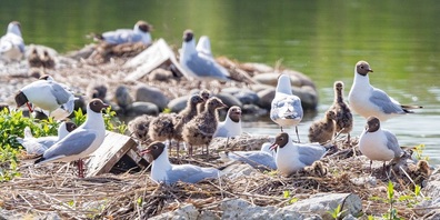 Birdlife setzt sich für die Erhaltung und Förderung wichtiger Lebensräume ein.