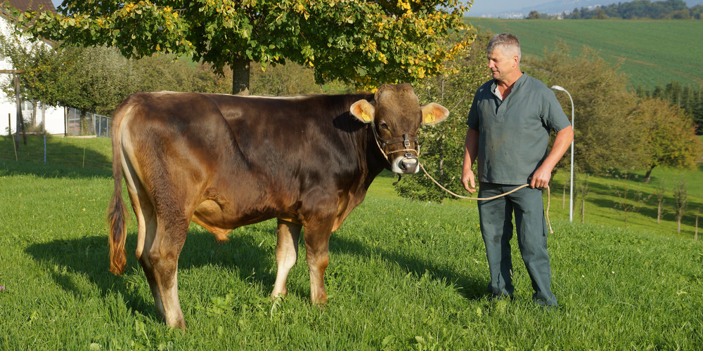 Besitzer Fredi Schmid ist stolz auf die Qualitäten seines Munis.