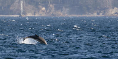 Der letzte Indopazifische Grosse Tümmler in Gefangenschaft in Südkorea ist nach 17 Jahren zurück ins Meer entlassen worden. Der männliche Delfin namens Bibong sei am Sonntag aus einem Gehege vor der südlichen Insel Jeju freigelassen worden, berich...