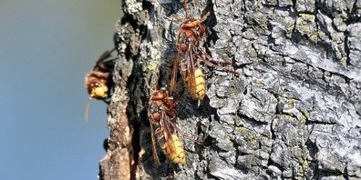 Hornissen steuerten in Scharen den Baumstamm an