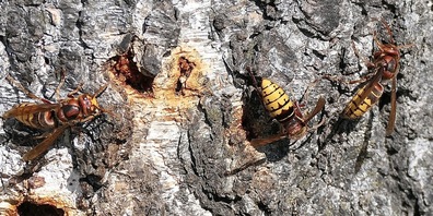 Hornissen und Wespen erfüllen einen Zweck. (Symbolbild)