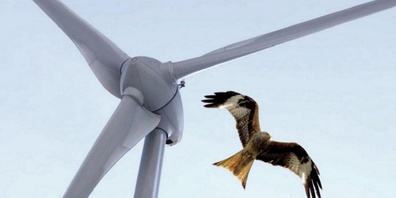Hansueli Hofer befürchtet durch die Windräder nicht nur einen Schaden an Natur und Land, sondern auch eine Gefahr für die Vögel.