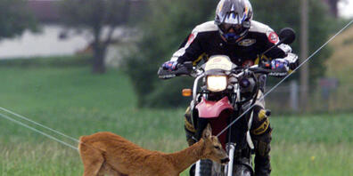 Ein Motorradfahrer übt 1999 in Deutschland das richtige Verhalten, wenn plötzlich ein Reh auf die Strasse läuft. (Archivbild)