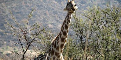 ARCHIV - Dass Giraffen Menschen angreifen, ist sehr selten. (Symbolbild) Foto: picture alliance / dpa