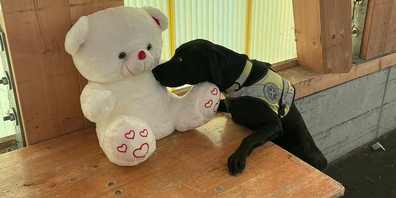 Gino und der Hasch-Teddybär