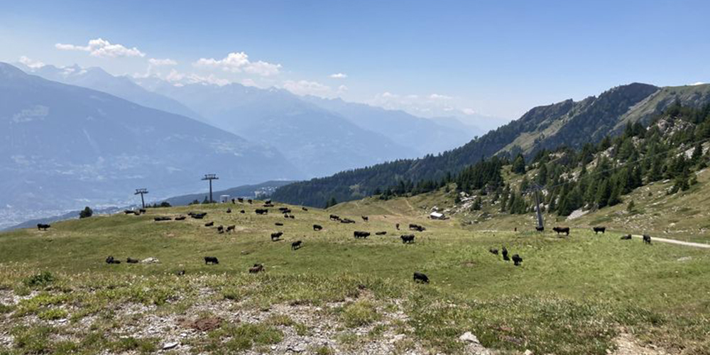 Die ausgedehnten Alplandschaften in der Schweiz werden seit jeher durch die Nutzung mit Weidetieren stark geprägt. 