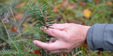 Verbissspuren von Rehen am Tannenzweiglein rechts. Die Knospen an den Zweiglein links sind noch vorhanden.