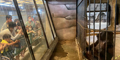 Bua Noi lebt seit mehr als 30 Jahren auf Betonboden ohne Tageslicht oder Natur. Sie ist Thailands einziger Gorilla. Foto: Carola Frentzen/dpa