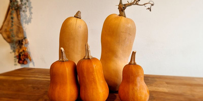 Auch im eigenen Gemüsegarten ist der Anbau von Kürbissen beliebt. Im Bild Butternut und Honeynut. 