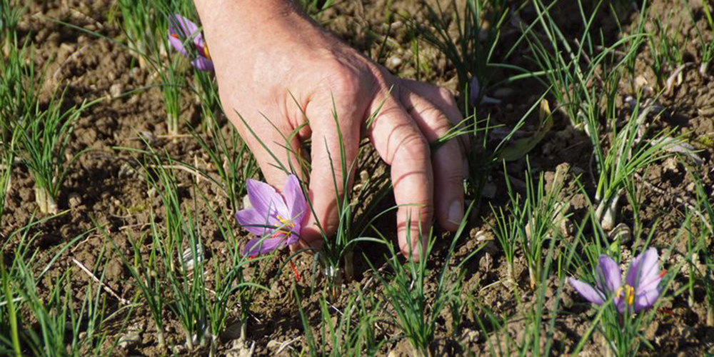 Viel Handarbeit ist beim Pflücken der Blüten gefragt. 
