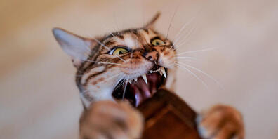 Weil er seine Katze aus einem Fenster im sechsten Stock geworfen und auf diese Weise getötet hatte, ist ein Mann in Costa Rica zu einer zweijährigen Bewährungsstrafe verurteilt worden. (Symbolbild)