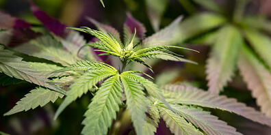 ARCHIV - Eine Pflanze der Industriehanf-Sorte Futura 75 steht im Hanf-Museum. Foto: Fabian Sommer/dpa