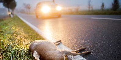 Ein totes Reh am Strassenrand. (Archivbild)