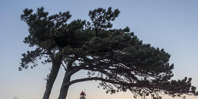 dpatopbilder - ARCHIV - Malerisches Panorama, malerischer Transport: Weil alle Busfahrer erkrankt sind, hat die Insel Hiddensee einen Pferdeersatzverkehr eingerichtet. Foto: Stephan Schulz/dpa