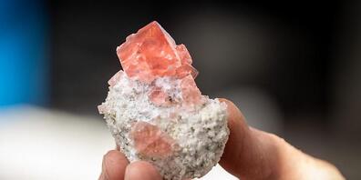 Ein Rosafluorit, der im Stollen der 2. Gotthardröhre geborgen wurde. Herausragend ist die Transparenz des rosa gefärbten Kristalls.