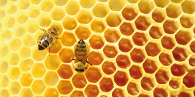 Zur Erzeugung von 1 kg Honig sind 100'000 Sammelflüge sowie eine aufwändige Verarbeitung von Blütennektar oder Honigtau durch die Bienen nötig.