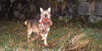 Ein Bild, das vermutlich «M92» mit einem gerissenen Reh zeigt. Der Leitwolf des Beverinrudels soll erlegt werden. (Pressebild)