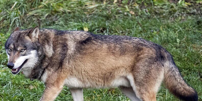Im Kanton Graubünden sollen weitere Wölfe erlegt werden. Im Bild ein Wolf in einem Zoo. (Symbolbild)