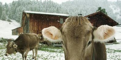 Die Landwirte hätten ihren Nutztierbestand in den vergangenen Jahrzehnten bereits stark reduziert, kontert der Bauernverband Forderungen von Seiten der Eidgenössischen Ethikkommission, die Massnahmen gegen die Klimaerwärmung empfiehlt. (Archivbild)
