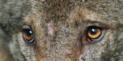 Die Wildhut hat einen zweiten Jungwolf des Wannaspitzrudels in Graubünden geschossen. (Archivbild)