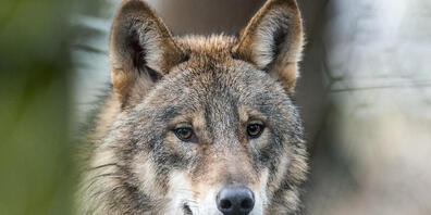 Der Kanton St. Gallen verfügt den Abschuss eines Wolfs im Sarganserland. Dort hatten Wölfe auf zwei Alpen in Flums SG 15 Tiere getötet. (Symbolbild)