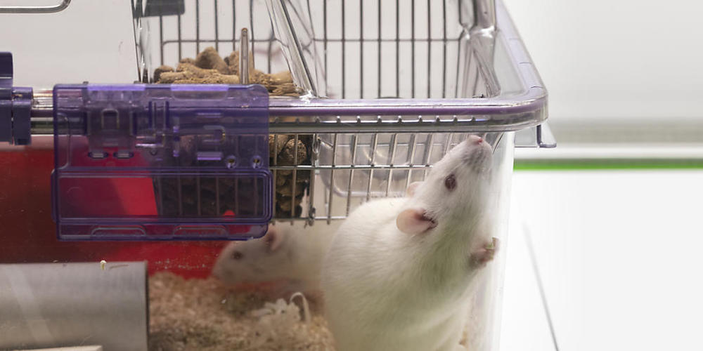 In der Schweiz haben 2021 drei Prozent mehr Tierversuche als im Vorjahr stattgefunden. (Symbolbild)