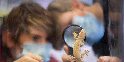 Die St. Galler Regierung soll  bei der Bewilligungspraxis von Privatschulen und Homeschooling genau hinschauen. Zwei Vorstösse im Kantonsrat werfen die Frage nach Anpassungen der gesetzlichen Grundlagen auf. (Symbolbild)