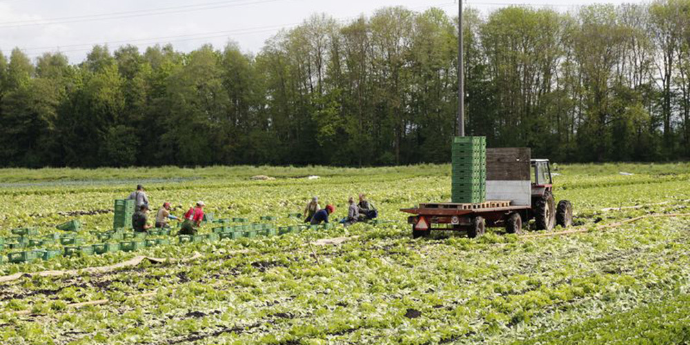 In der Schweizer Landwirtschaft gibt es aus Sicht von Bauern einige Missstände, die anzugehen sind. (Symbolbild)