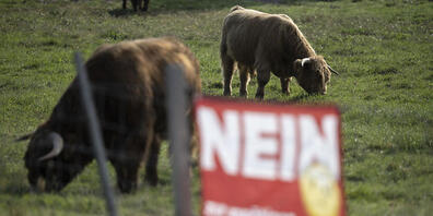Weitergrasen wie bisher: Die Gegner der Massentierhaltungsinitiative haben deutlich die Oberhand behalten. (Archivbild)
