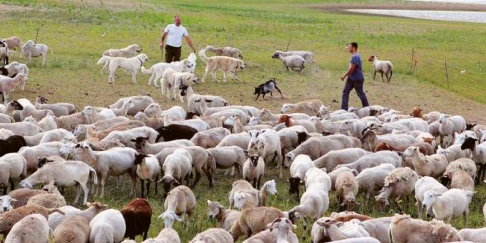 Der Aufwand für den Herdenschutz ist für Tierhalter enorm. 