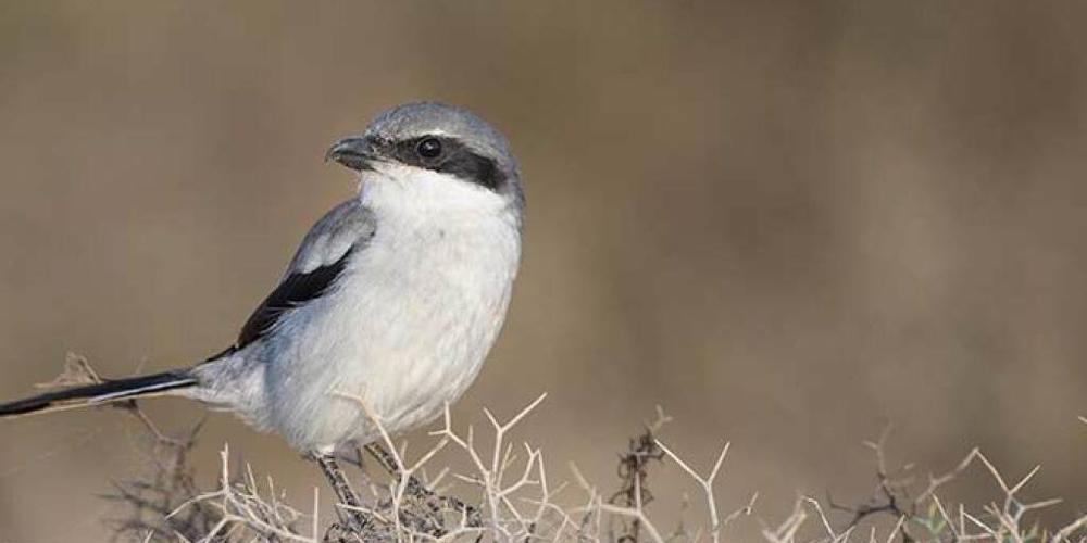 In der Schweiz als Brutvogel ausgestorben: Der Raubwürger.
