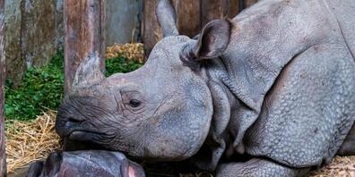 Tican kam vor wenigen Tagen im Basler Zoo zur Welt. Für Mutter Shakti ist es das erste Baby.