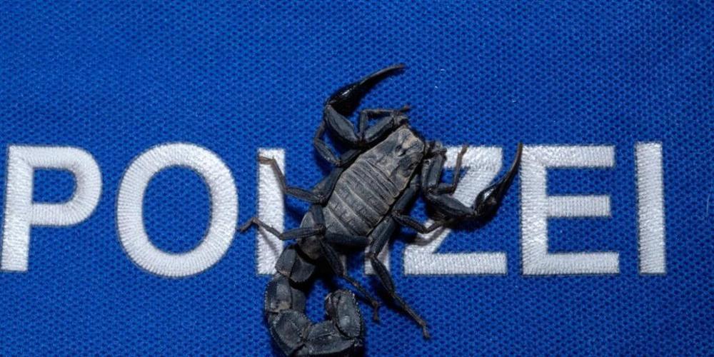 Vor wenigen Tagen noch in Marokko, jetzt in "polizeilicher Obhut" bei einem Reptilienspezialisten der Zürcher Stadtpolizei: Ein Skorpion der Art Androctonus.
