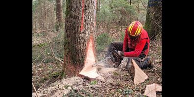 Waldarbeiter beim Fällen eines Baumes.