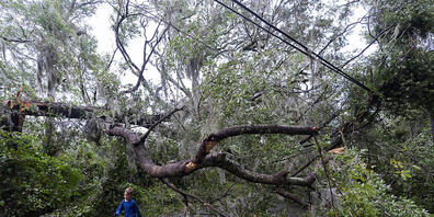 Ein Kind rennt unter einem durch Hurrikan «Ian» umgestürzten Baum durch. Foto: Alex Brandon/AP/dpa