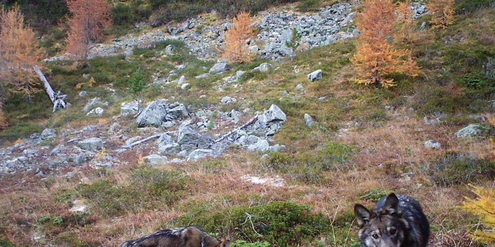 Eine Initiative aus dem Kanton Bern verlangt, dass Wölfe schneller abgeschossen werden können. (Archivbild)