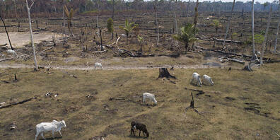 ARCHIV - Rinder grasen auf einem verbrannten und abgeholzten Feld nahe Canutama. Foto: Andre Penner/AP/dpa