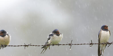 Vom Regen zerzaust: Zwangspause für die Rauchschwalben.