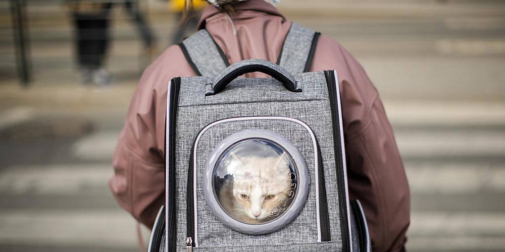 Rucksack wäre vielleicht besser gewesen: Flughafenpersonal hat in New York eine lebendige Katze im Koffer eines Passagiers gefunden. (Archivbild)