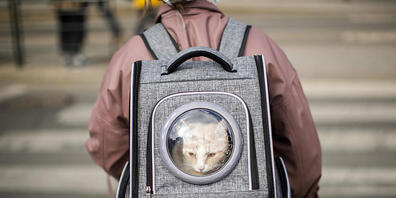 Rucksack wäre vielleicht besser gewesen: Flughafenpersonal hat in New York eine lebendige Katze im Koffer eines Passagiers gefunden. (Archivbild)