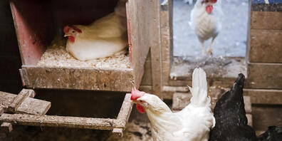 Wegen der Vogelgrippe sowie steigender Produktionskosten gehen in Grossbritannien die Eier aus. Supermärkte rationieren daher den Verkauf: Der Einzelhandelsriese Tesco erlaubt nur noch drei Packungen je Kunde. (Archivbild)