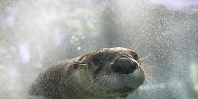Ein Flussotter namens Taiyo wird in Japan nach dem sensationellen Sieg über Deutschland bei der Fussball-WM in Katar gefeiert. Er hat das Ergebnis der Partie scheinbar prophezeit. (Symbolbild)