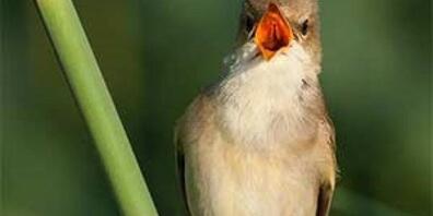 Der Sumpfrohrsänger, ein virtuoses Gesangstalent, ist der Vogel des Jahres 2023. (Bild: BirdLife)