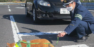 HANDOUT - In Japan hat die Polizei einen Kater zum Verkehrspolizisten ernannt. Mit seinem niedlichen Aussehen vermittele Pitaro Männern und Frauen jeden Alters die Bedeutung der Verkehrssicherheit, erklärte ein Sprecher der Polizeiverwaltung der D...