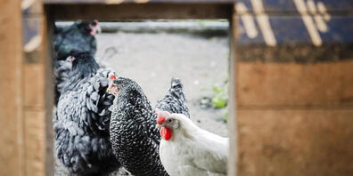 Vom nächsten Montag an bis mindestens am Mitte Februar 2023 gelten in Geflügelhaltungen in der ganzen Schweiz vorbeugende Massnahmen gegen die Vogelgrippe. (Archivbild)