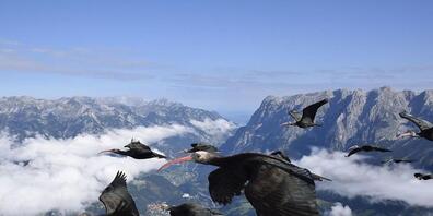 Waldrappe im Flug.