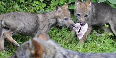 Ein Jungwolf aus dem Rudel im Valle di Blenio ist vom Bundesamt für Umwelt zum Abschuss freigegeben worden. (Archivbild)