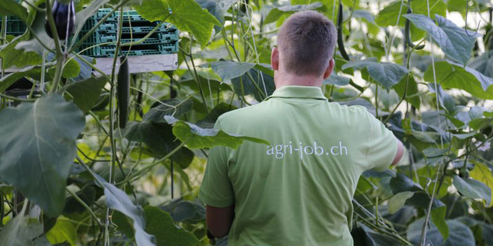 Die Gemüsebranche konnten in den letzten Jahren mehr Lernende gewinnen. Dennoch sind derzeit zu wenige Personen in Ausbildung. 